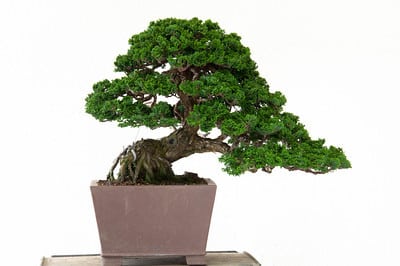 Hinoki - front