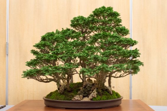 hinoki-forest