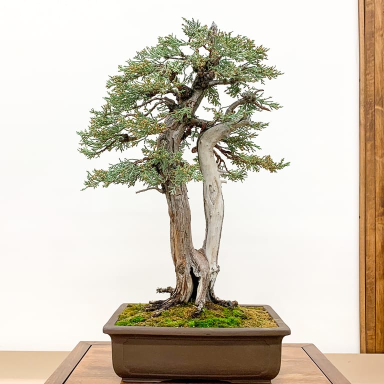 Sierra juniper