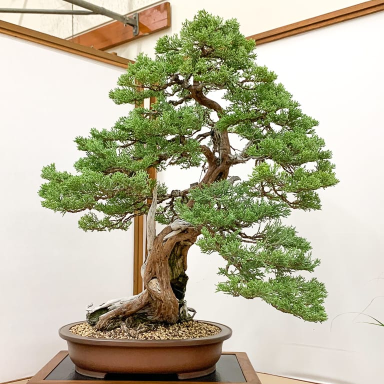 Sierra juniper