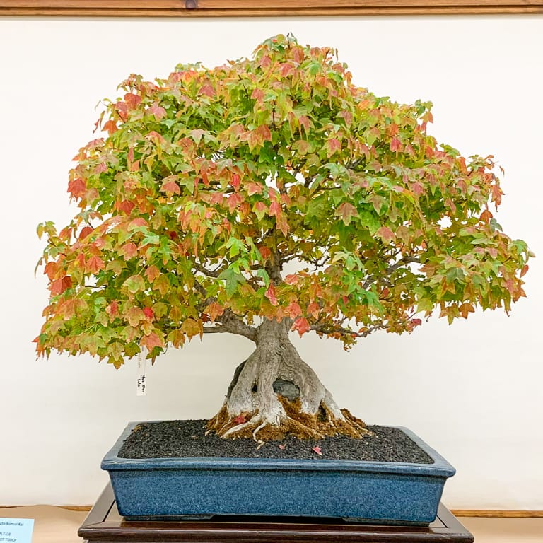 Trident maple