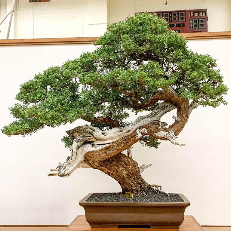 Western juniper