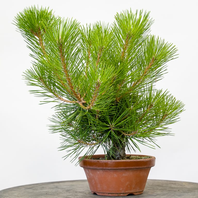 Young pine