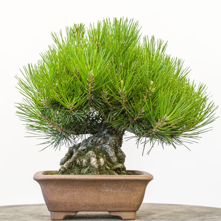 Black pine