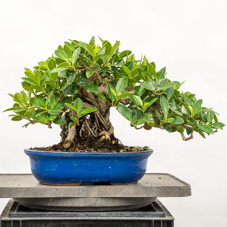 Ficus