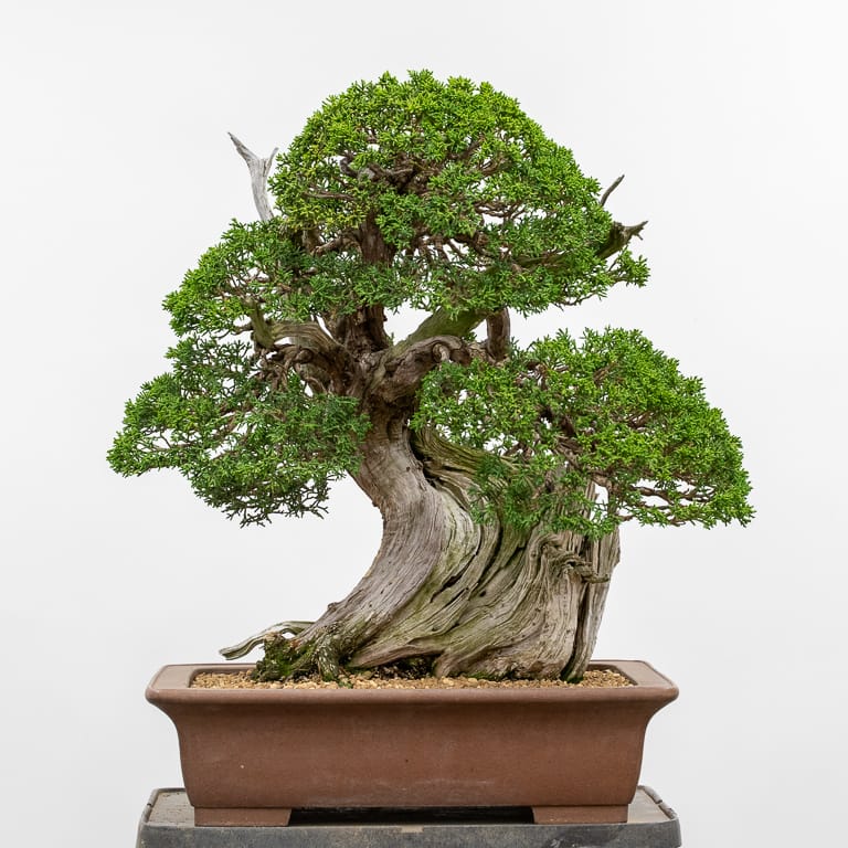 Juniper after thinning