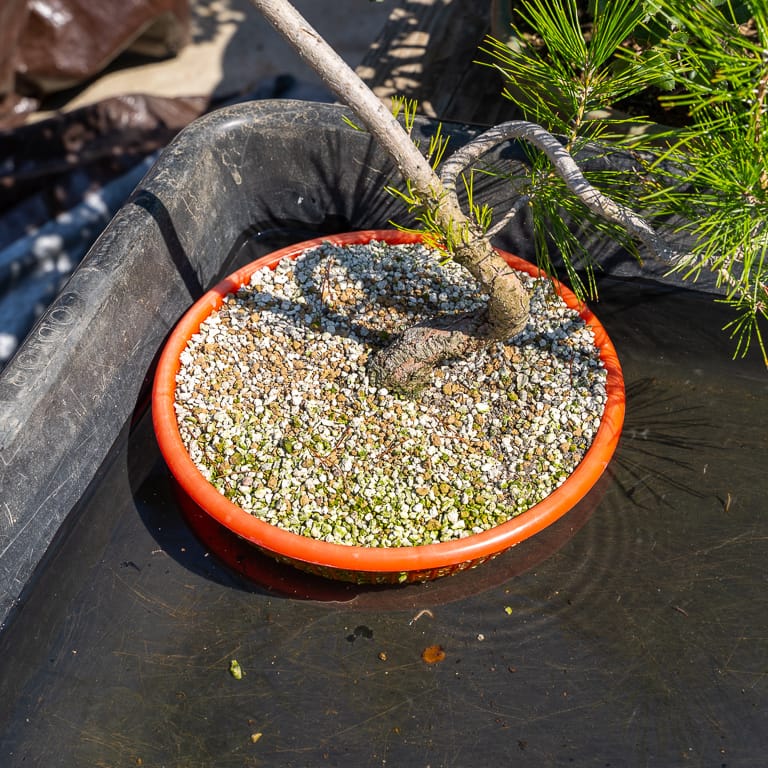 Pine in basin