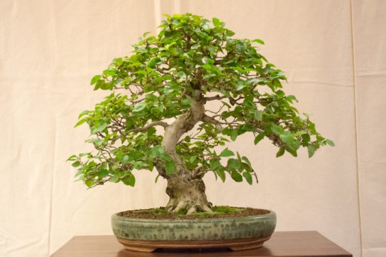 korean-hornbeam