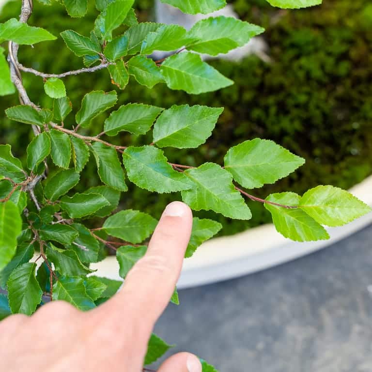 Large leaves on Korean hornbeam