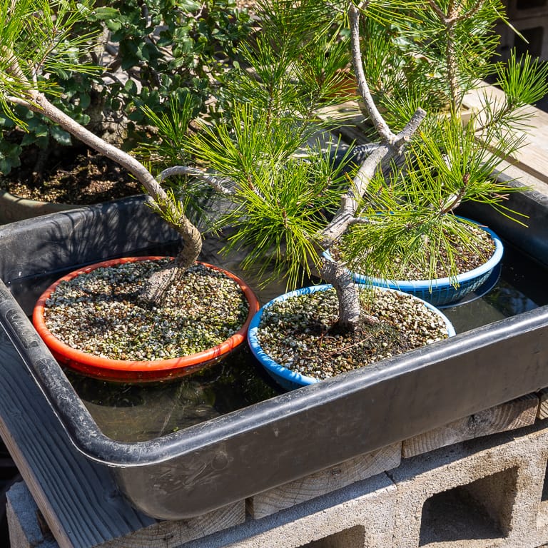 Pines soaking