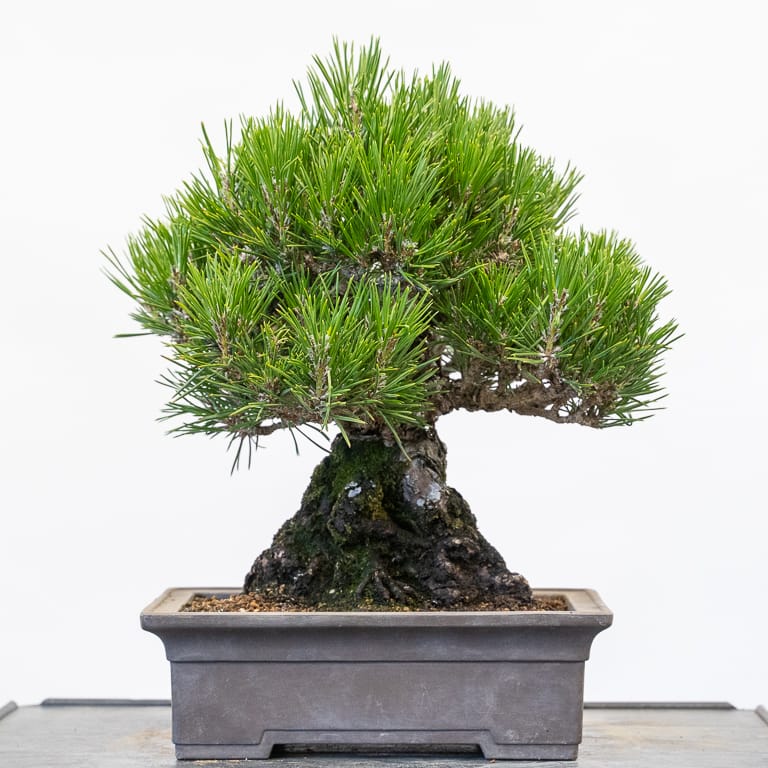 Black pine