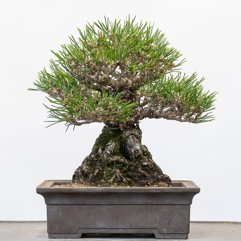 Shohin pine