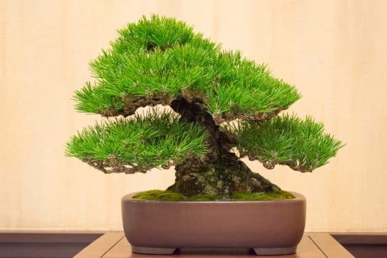 small-black-pine