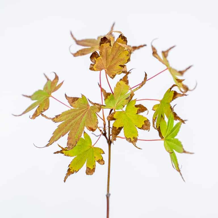 Dry foliage