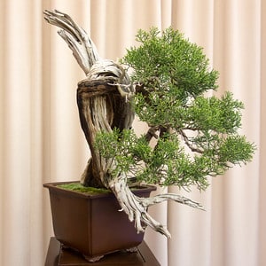 California juniper