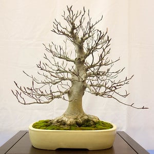 Japanese beech