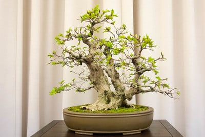 Korean hornbeam