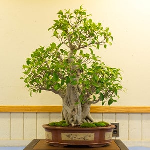 Ficus