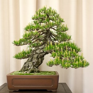 Japanese black pine