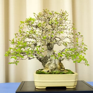 Korean hornbeam