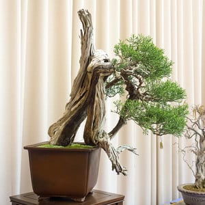 California juniper