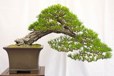 Japanese black pine