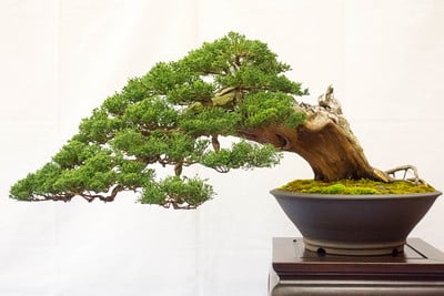 Shimpaku grafted on Sierra juniper, Jim Gremel pot