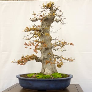 Trident maple