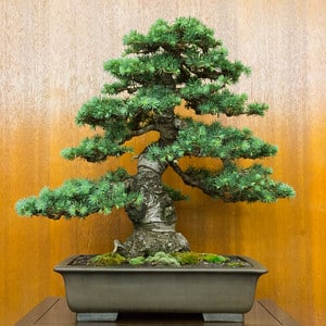 Atlas cedar