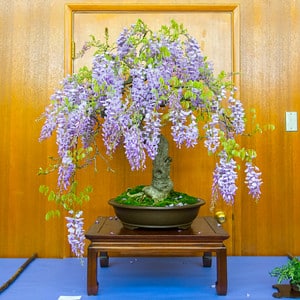 Wisteria