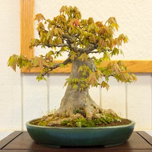 Trident maple