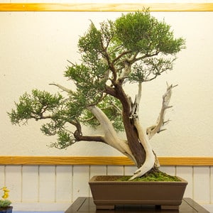 California juniper