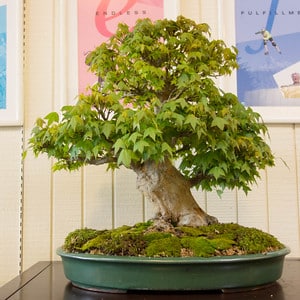 Trident maple