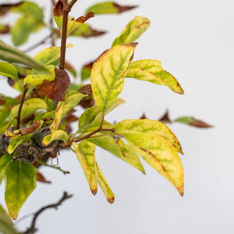 Yellow leaves