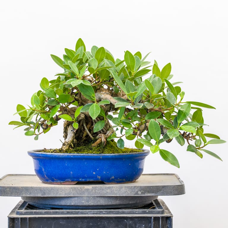 Green Island ficus