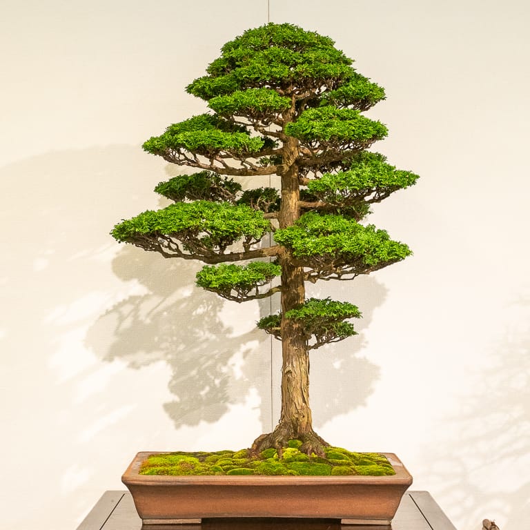 Formal upright hinoki