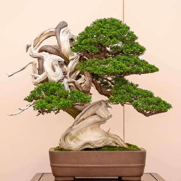 Shimpaku juniper