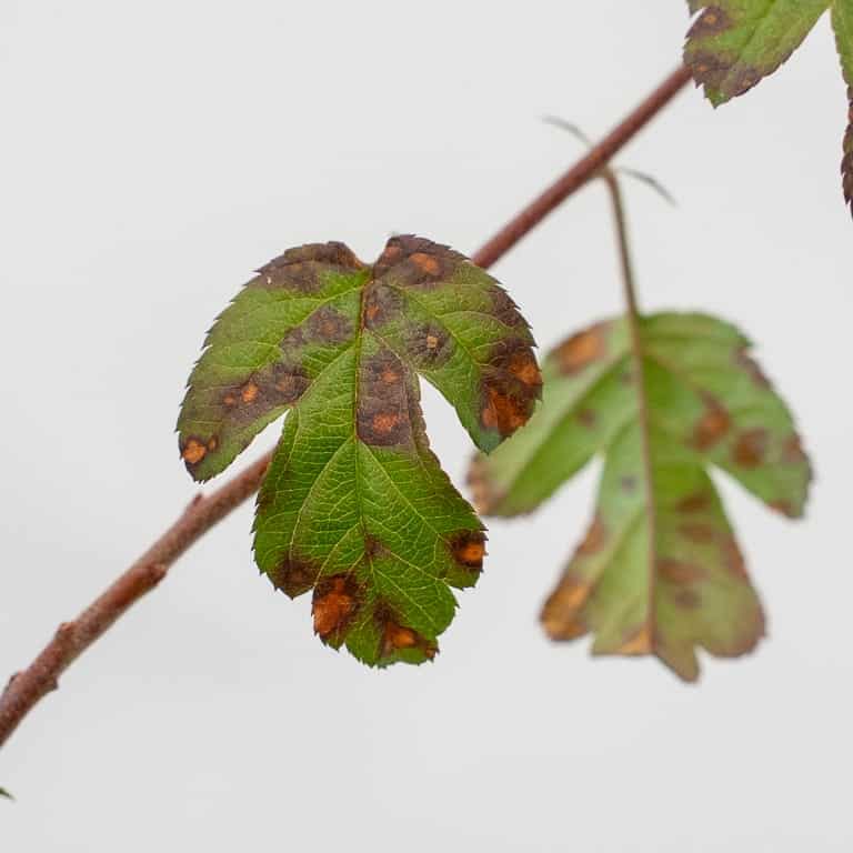 Spots on crabapple leaves