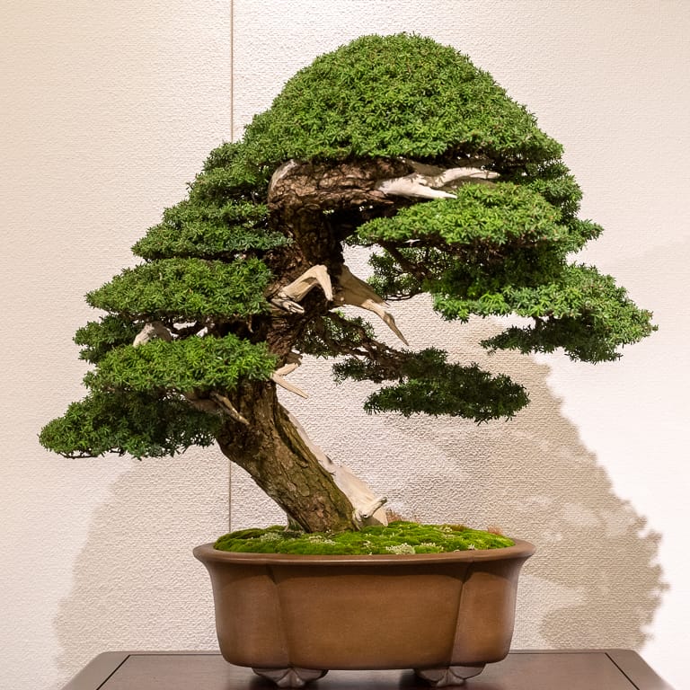 Japanese yew