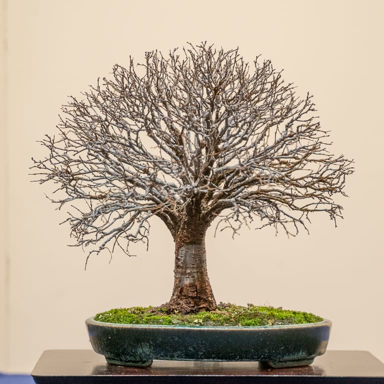 Zelkova