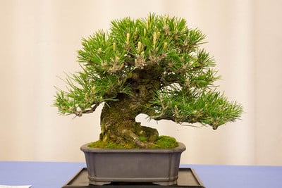 Black pine - 23 years old from seedling cutting