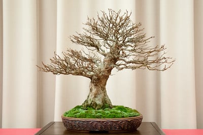 Trident maple