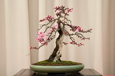 Flowering apricot