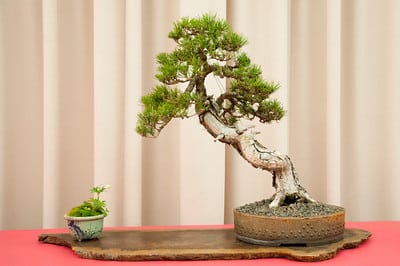 Japanese black pine