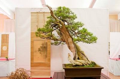 California juniper