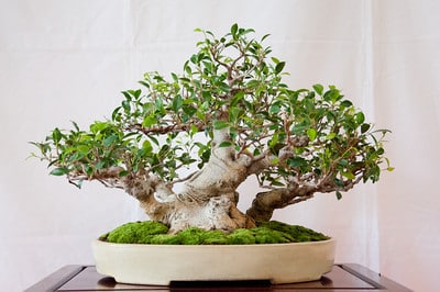 Ficus