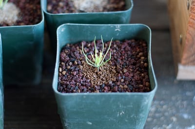 Seedling-cutting planted in akadama