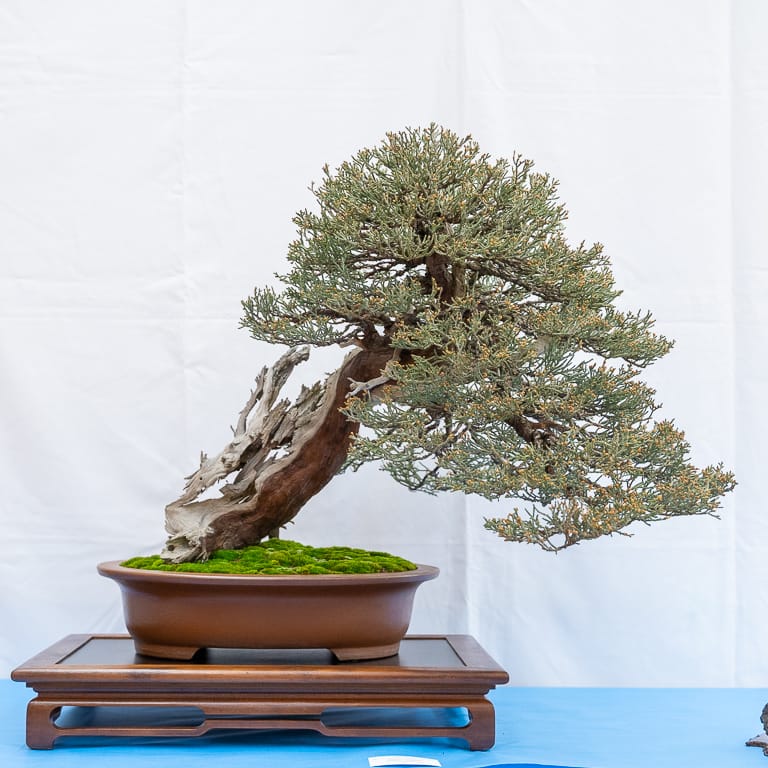 Sierra juniper