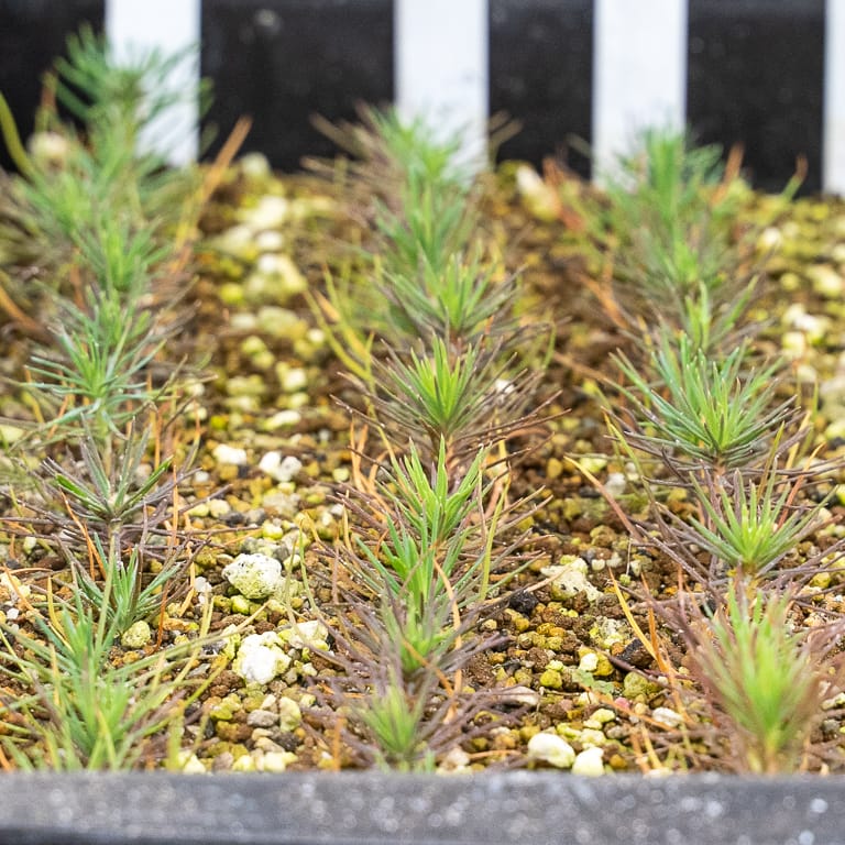 Seedling-cuttings