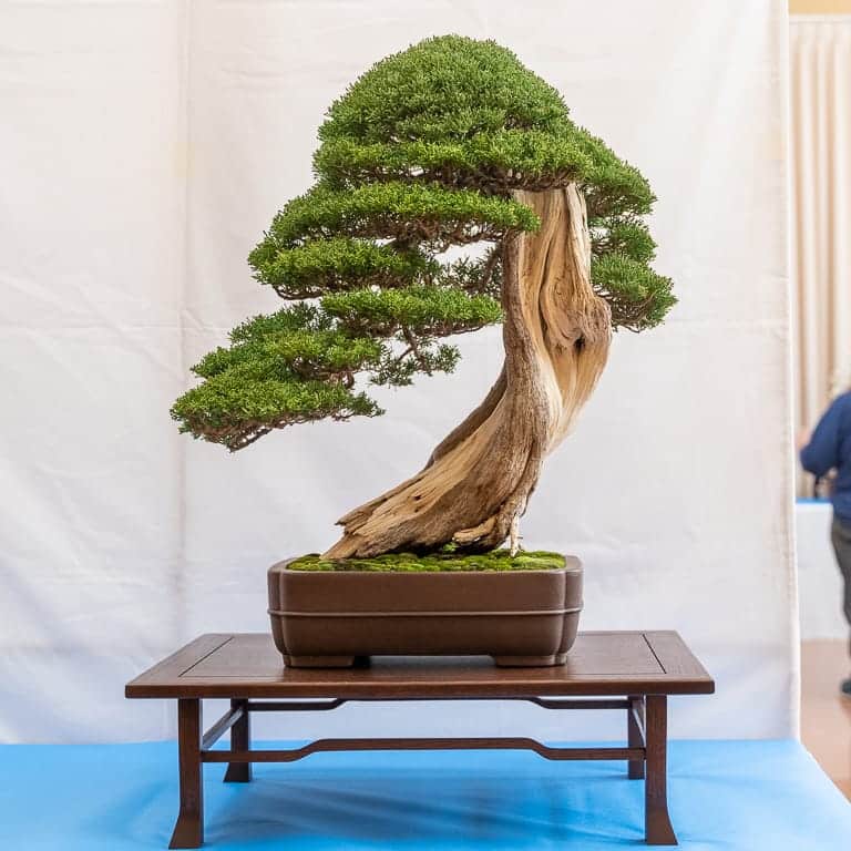 Shimpaku juniper